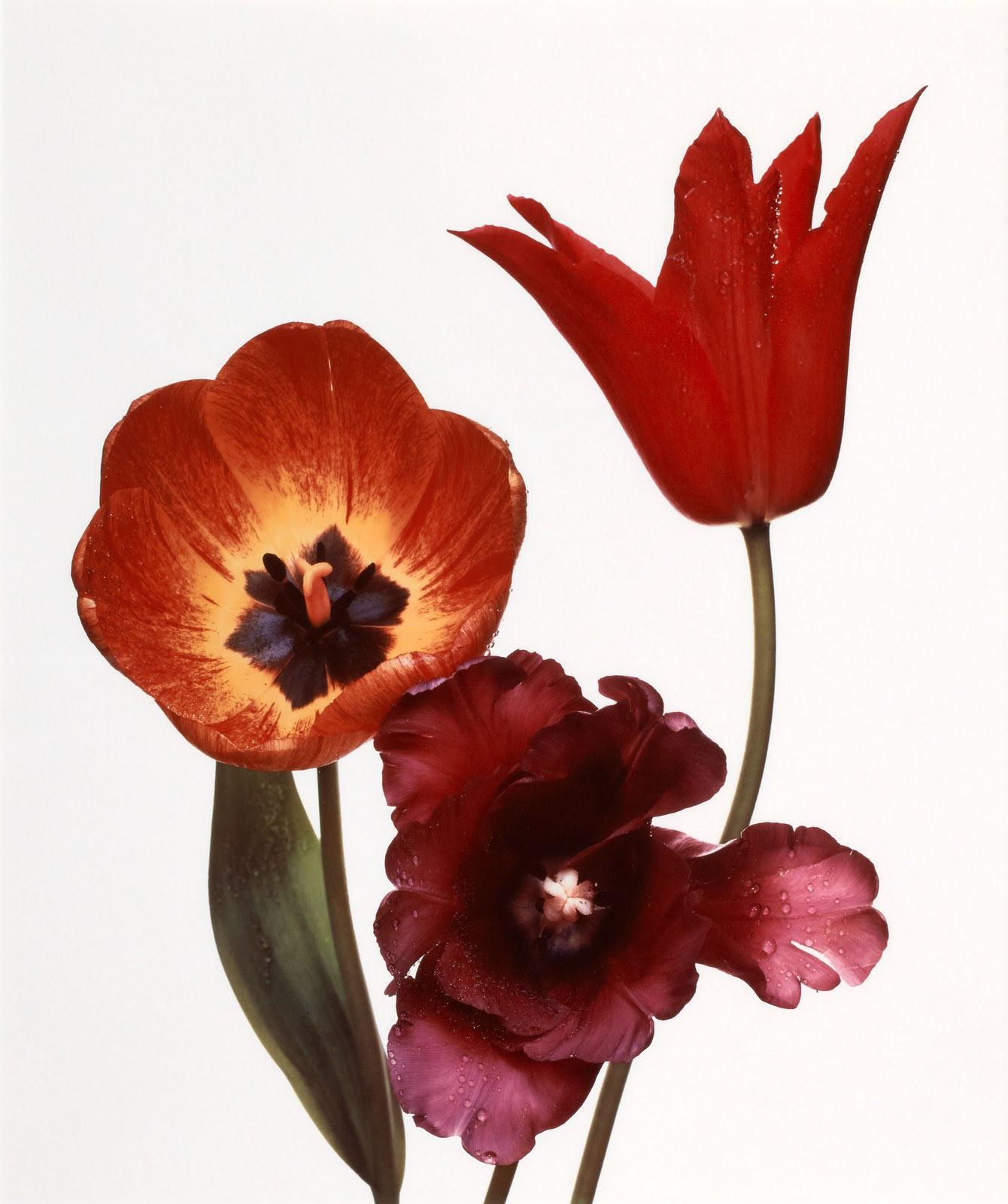 Photograph by Irving Penn * Flowers