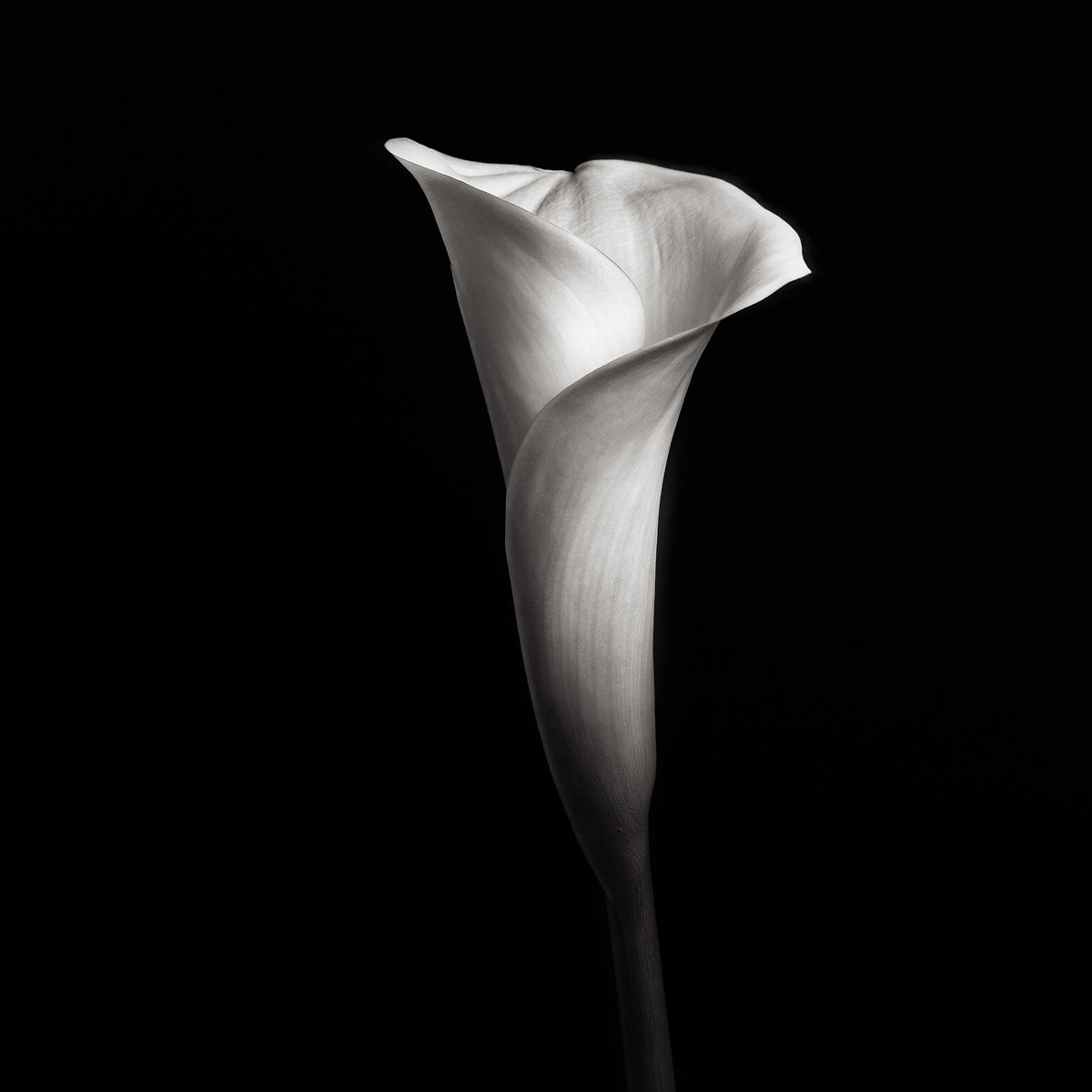 Photograph by Robert Mapplethorpe