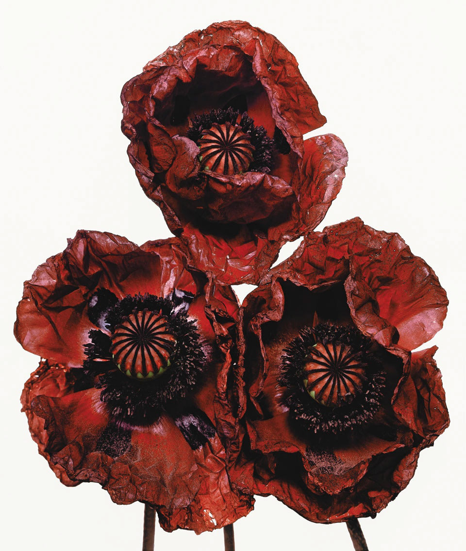Photograph by Irving Penn * Flowers