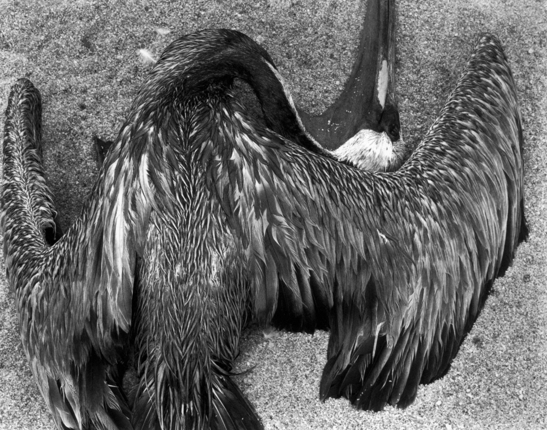 Photograph by Edward Weston