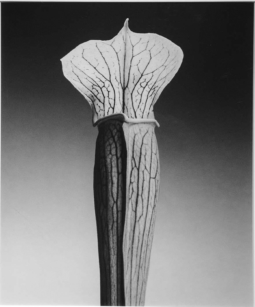 Photograph by Robert Mapplethorpe