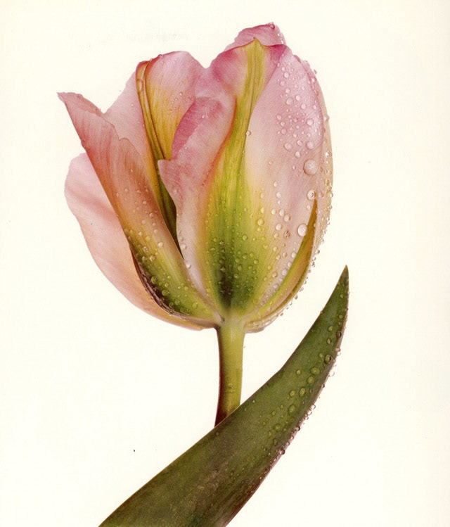Photograph by Irving Penn * Flowers