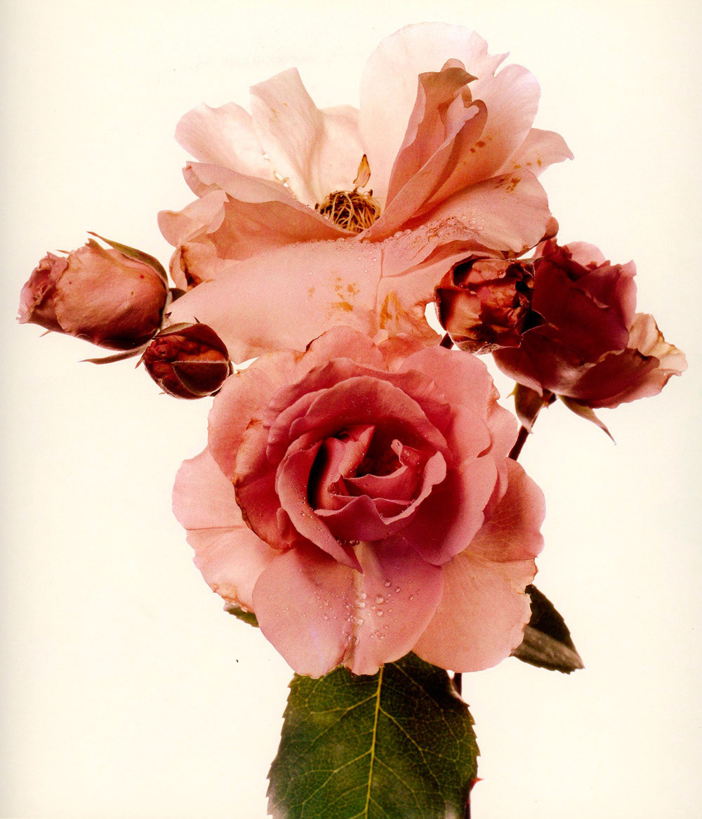 Photograph by Irving Penn * Flowers