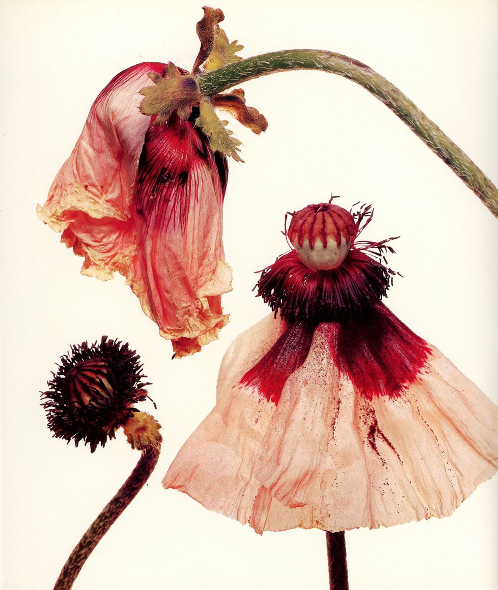 Photograph by Irving Penn * Flowers