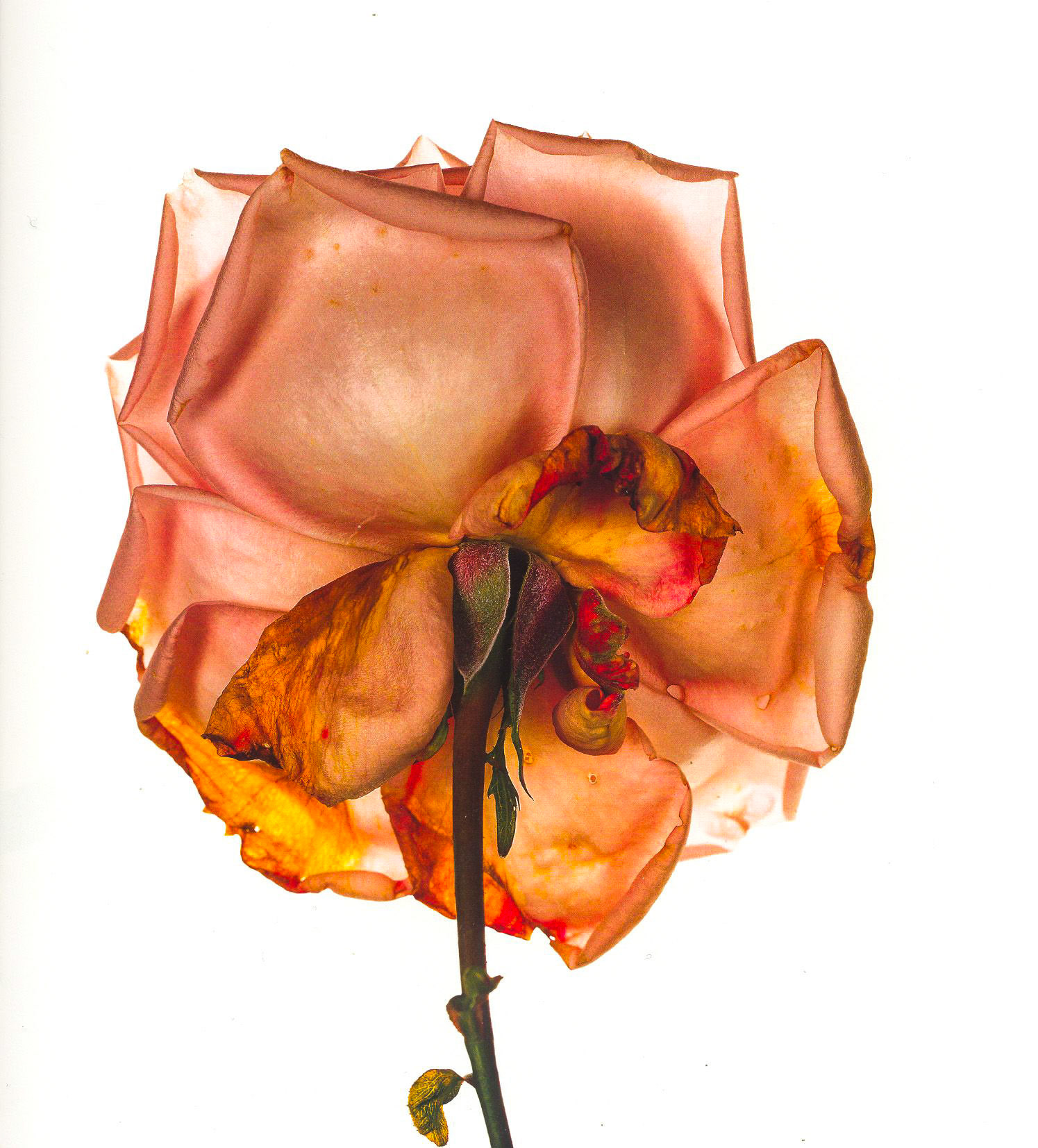 Photograph by Irving Penn * Flowers