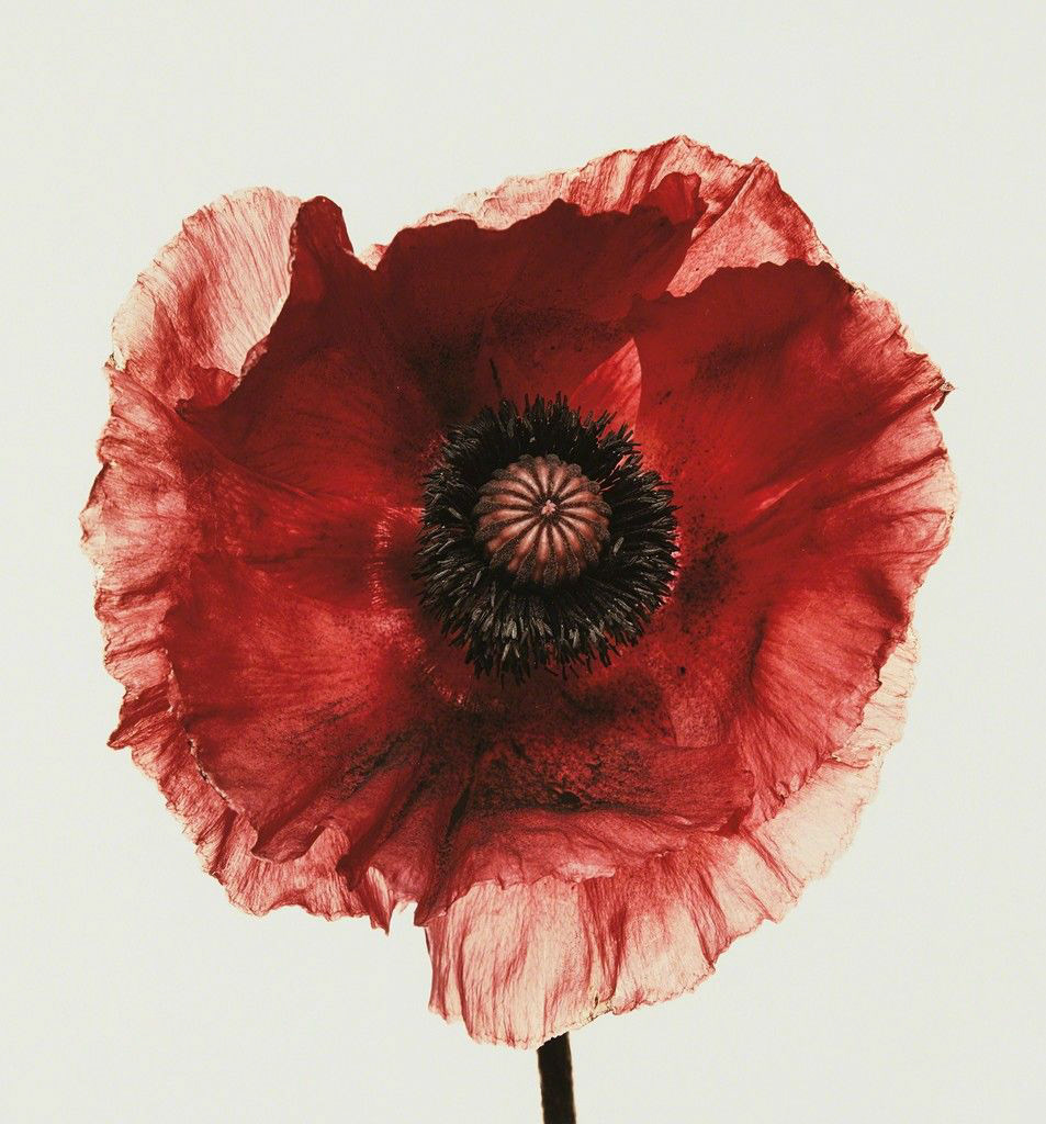 Photograph by Irving Penn * Flowers