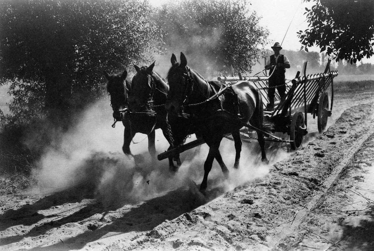 Photograph by Haeckel