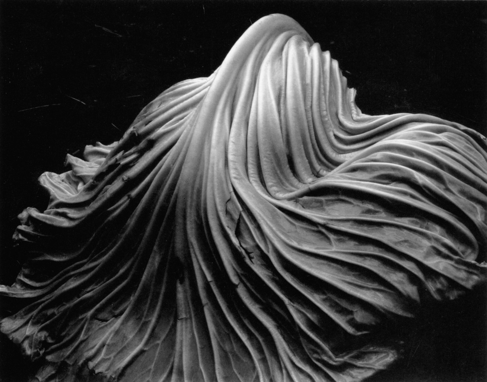 Photograph by Edward Weston