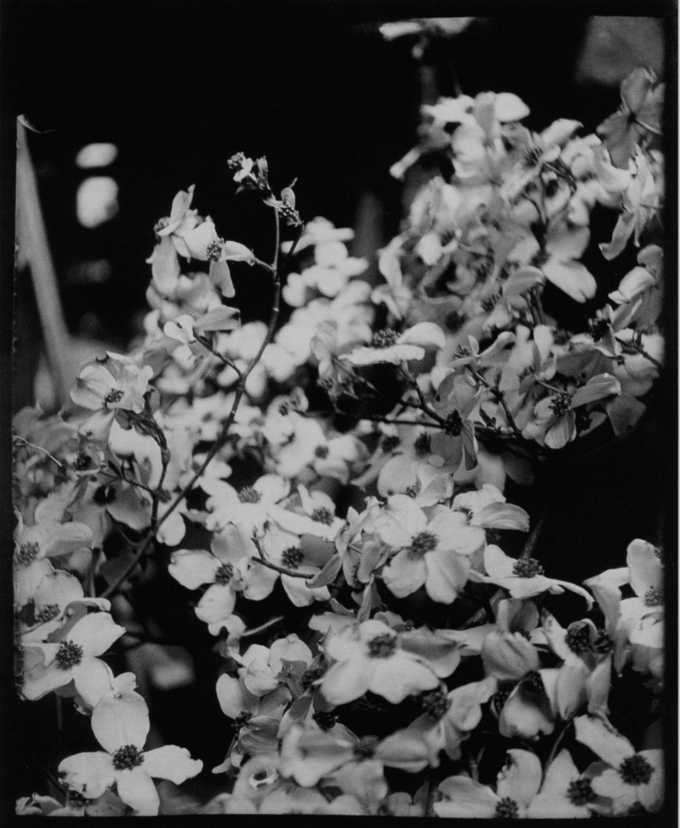 Photograph by Alphonse Mucha