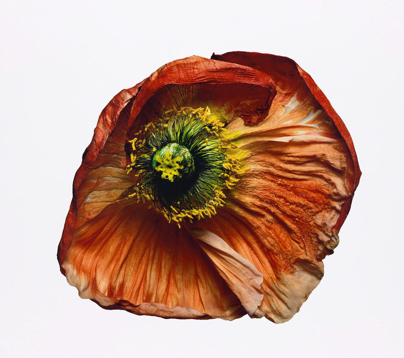 Photograph by Irving Penn * Flowers