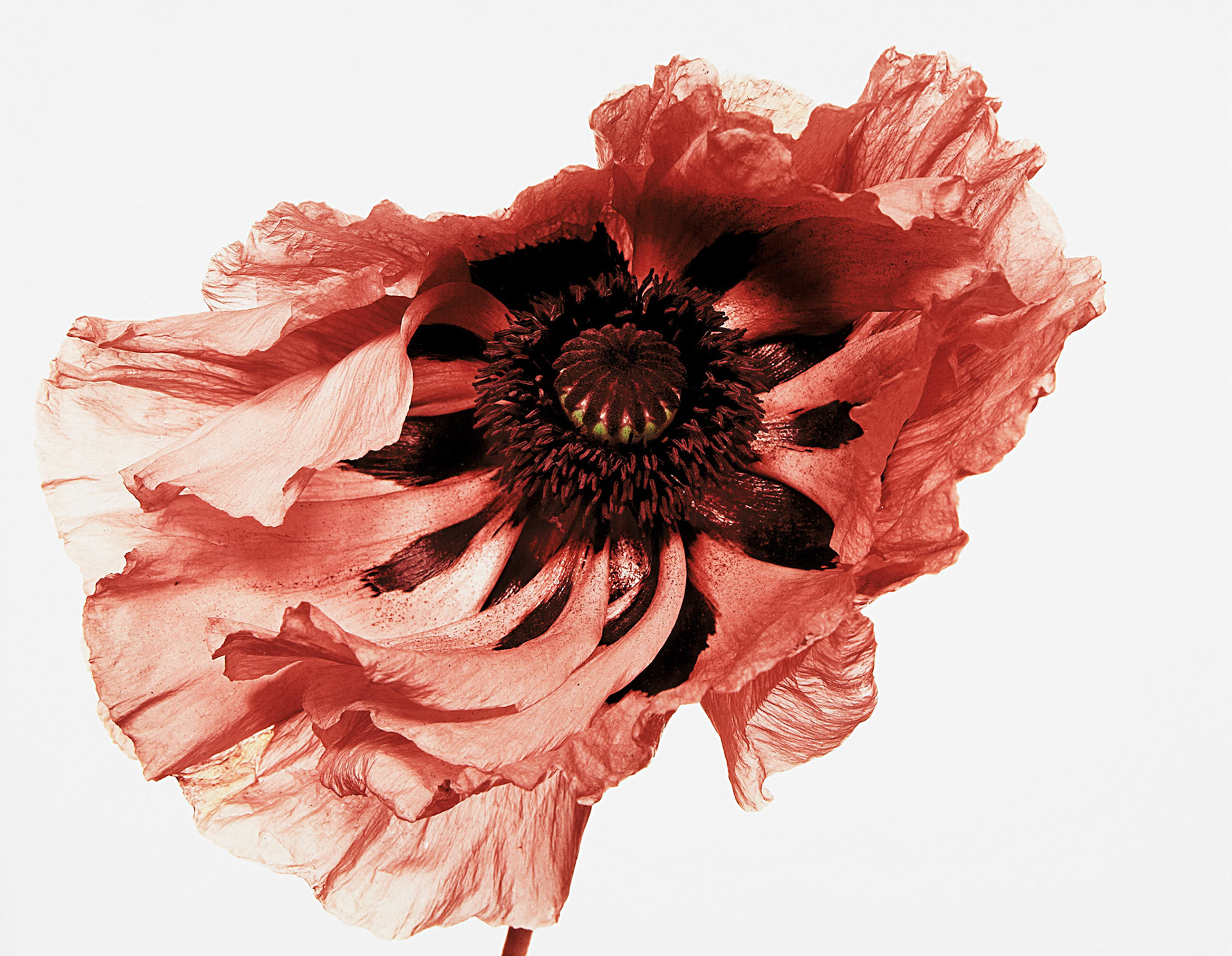 Photograph by Irving Penn * Flowers