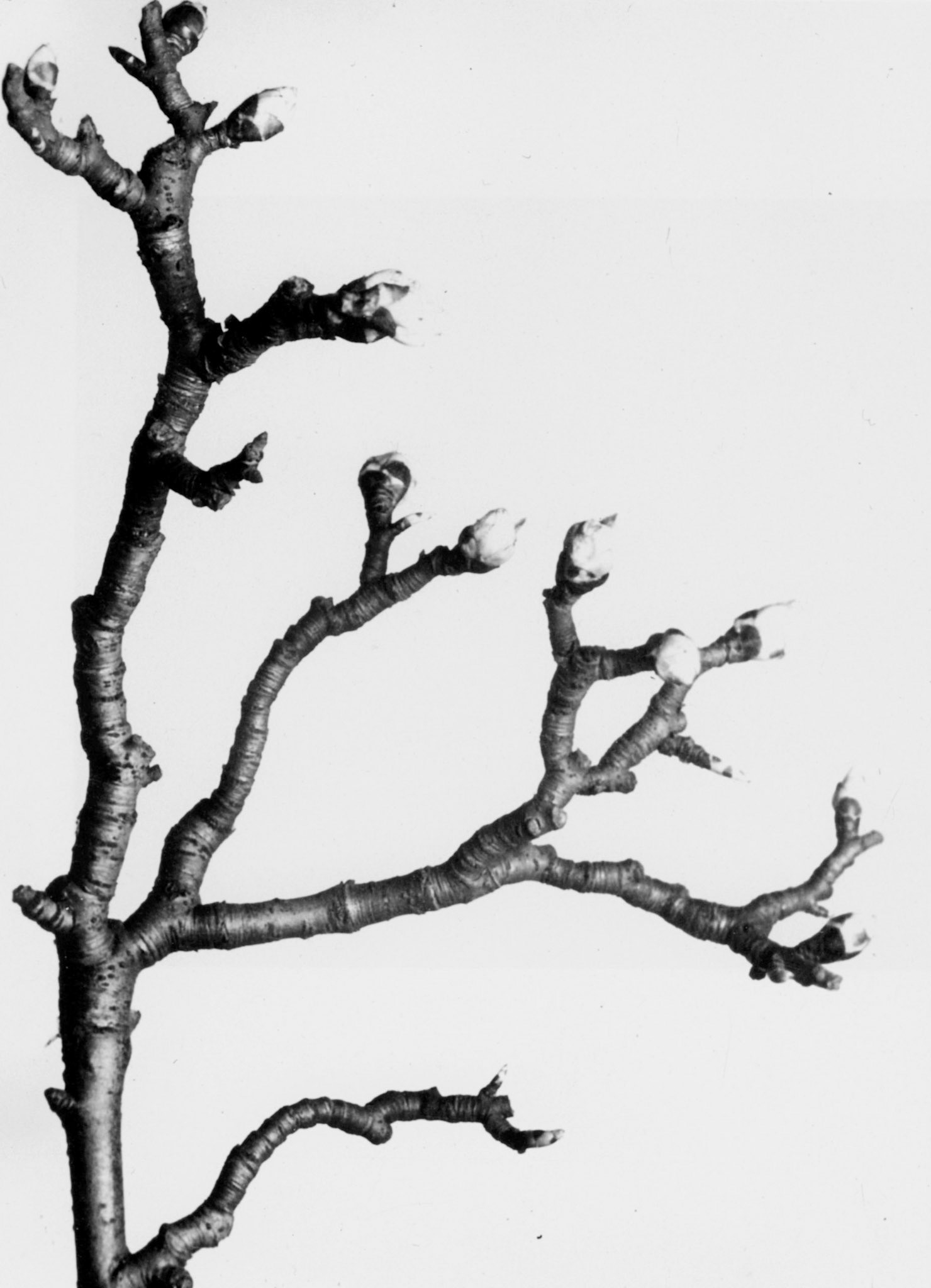 Photograph by Aenne Biermann