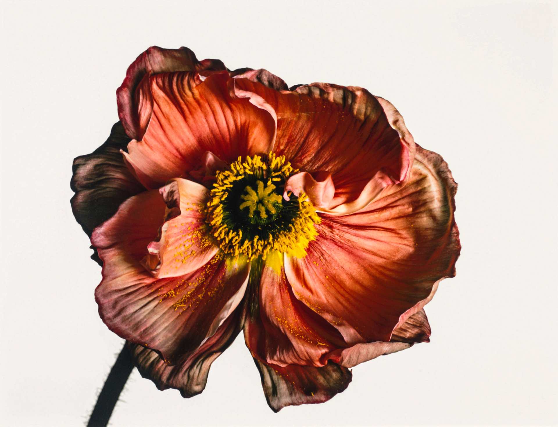 Photograph by Irving Penn * Flowers