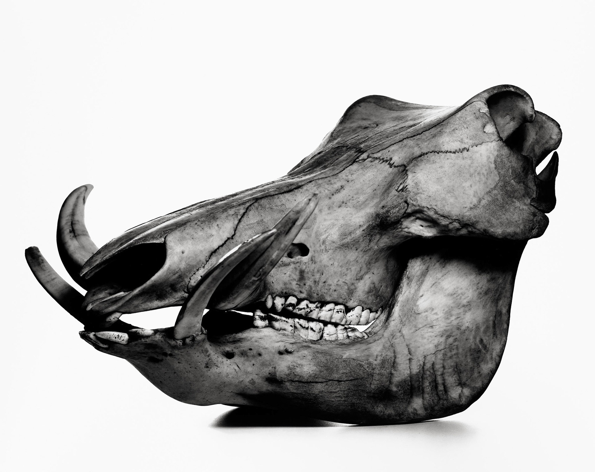 Photograph by Irving Penn