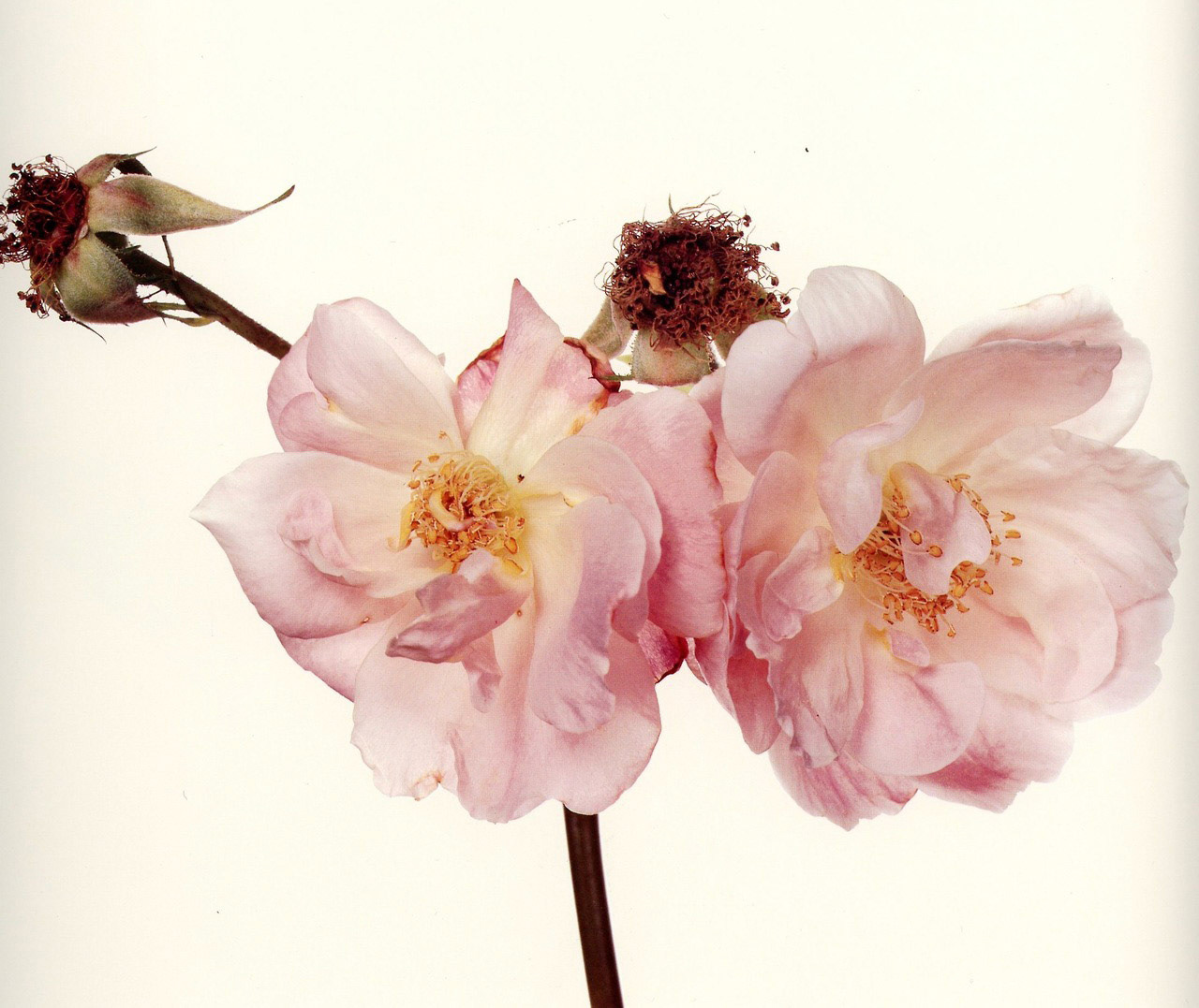 Photograph by Irving Penn * Flowers