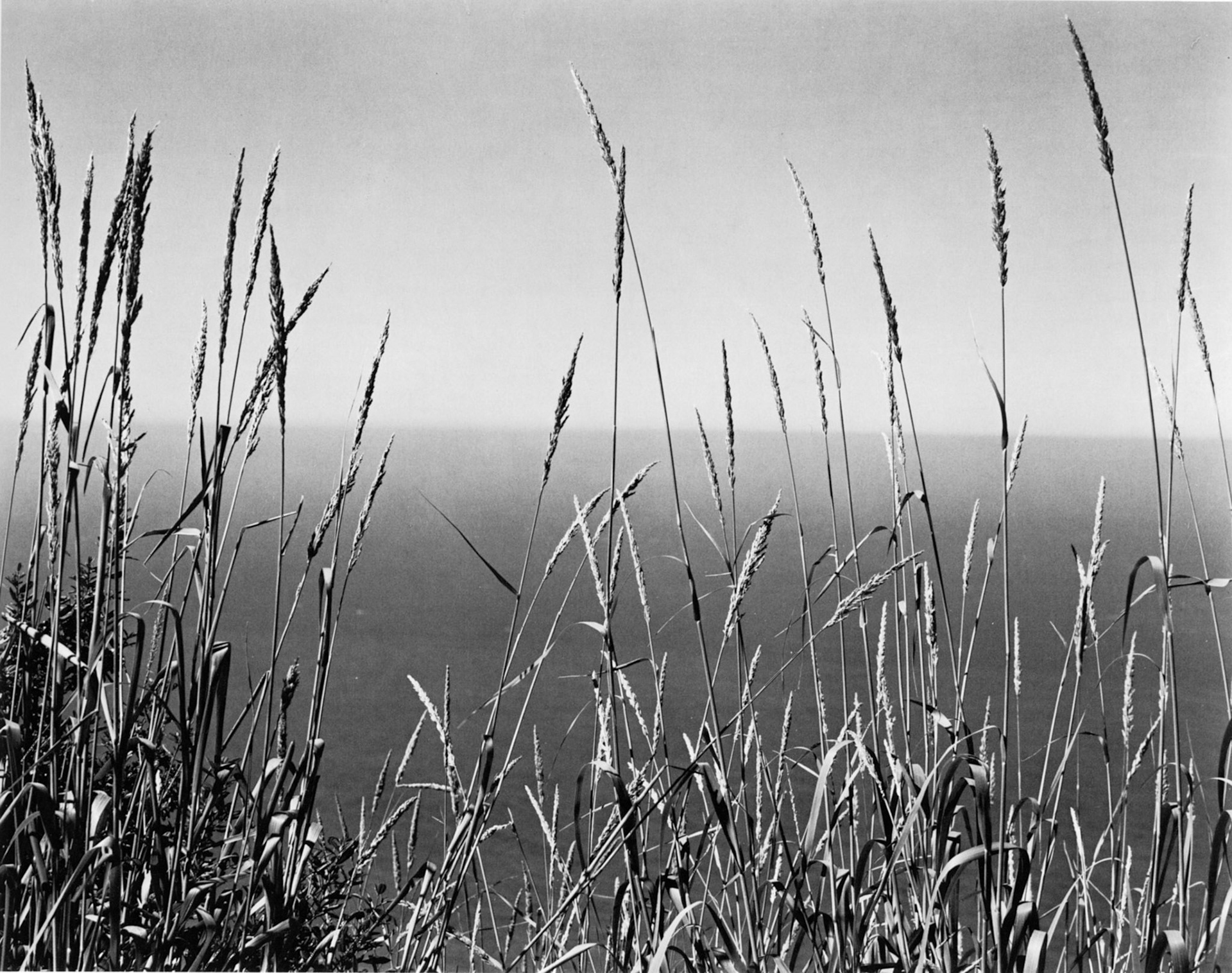 Photograph by Edward Weston