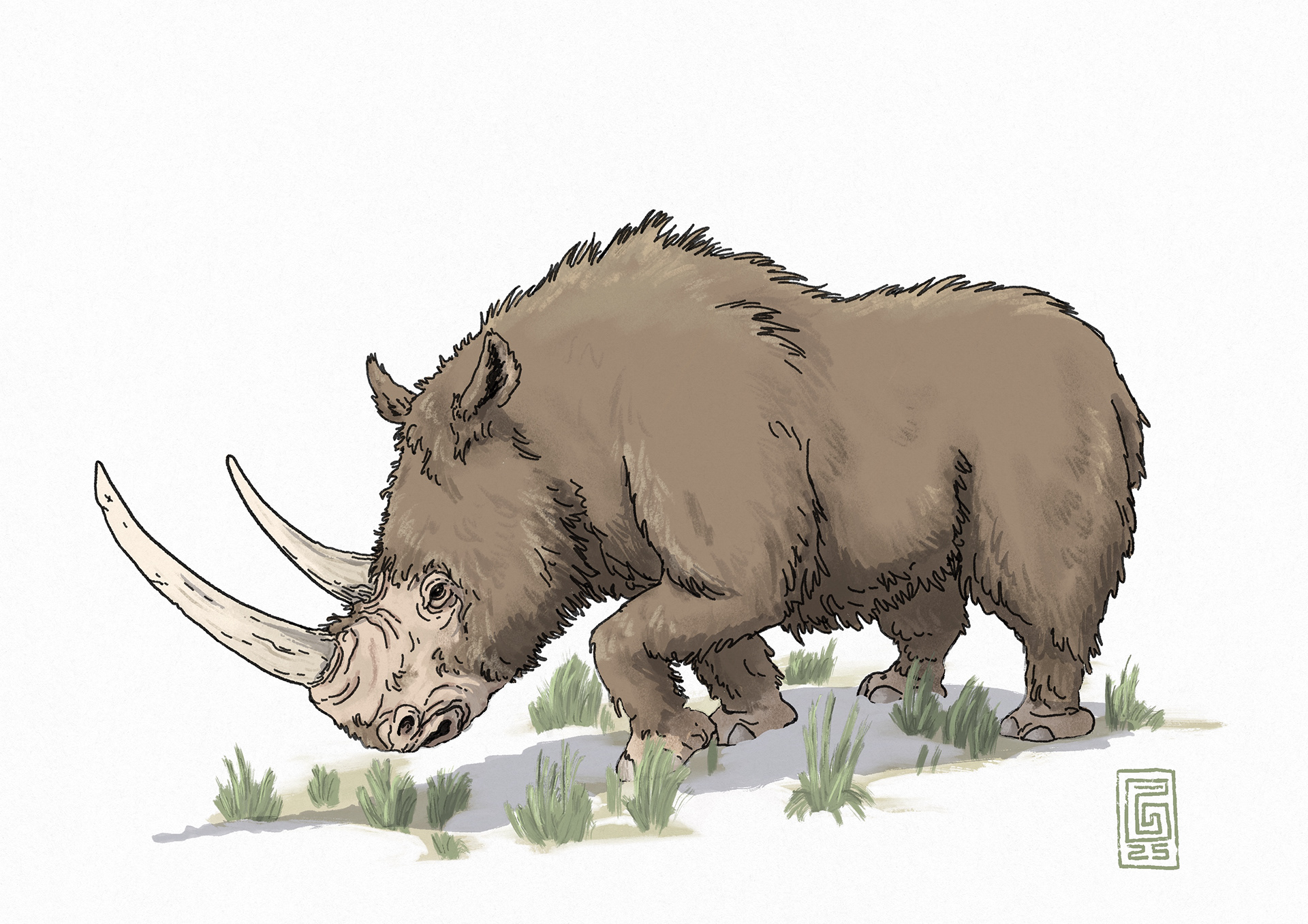 Wollnashorn