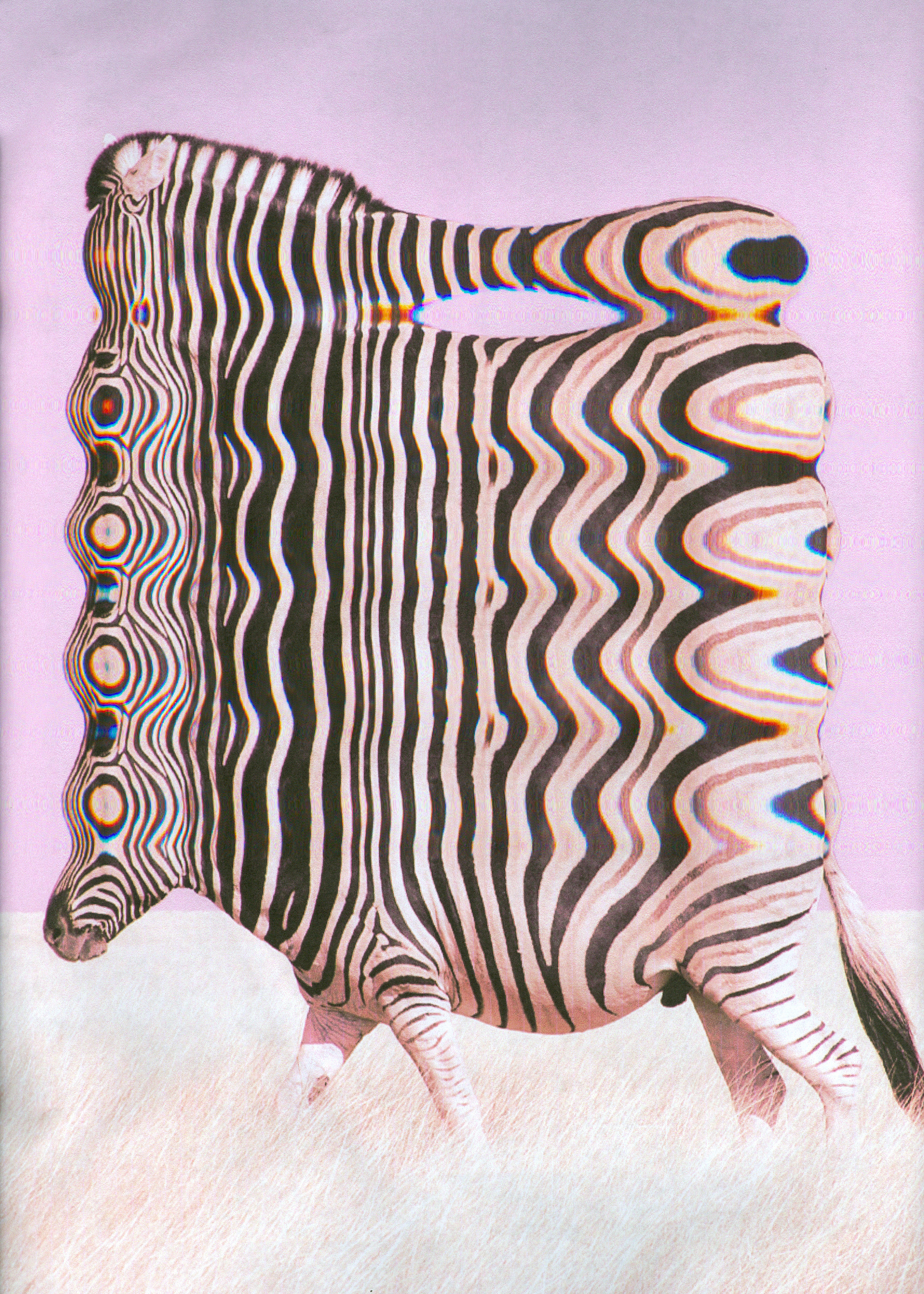Zibbidybeebra, 2011.