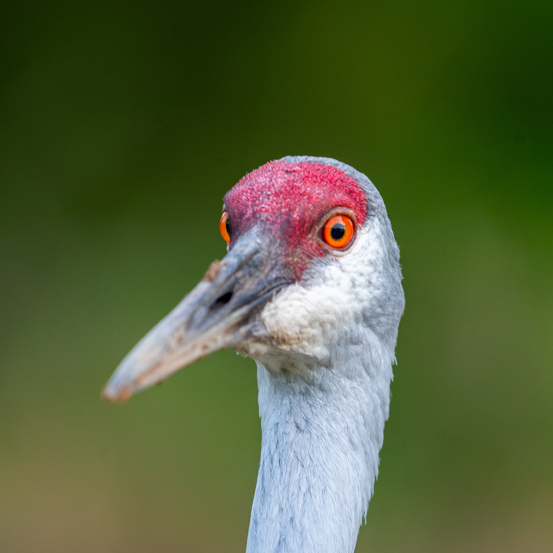 Sandhill Crane