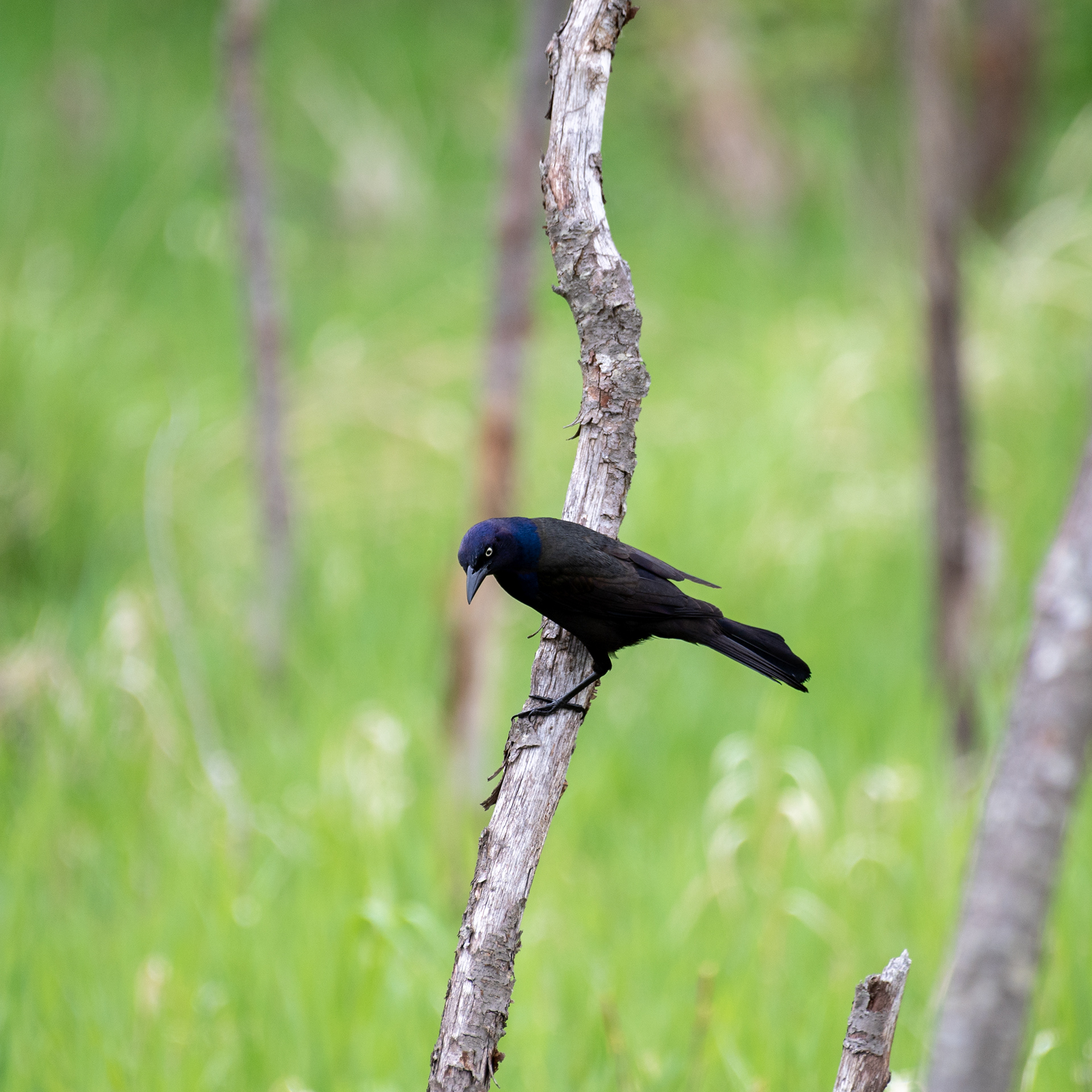 Common Grackle