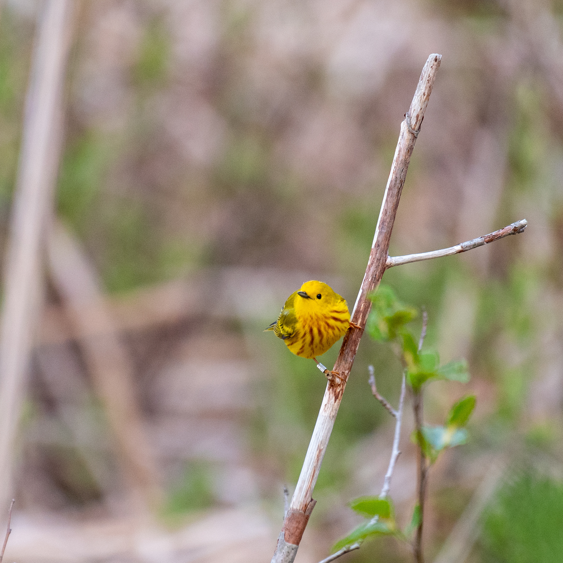 Yellow Warbler
