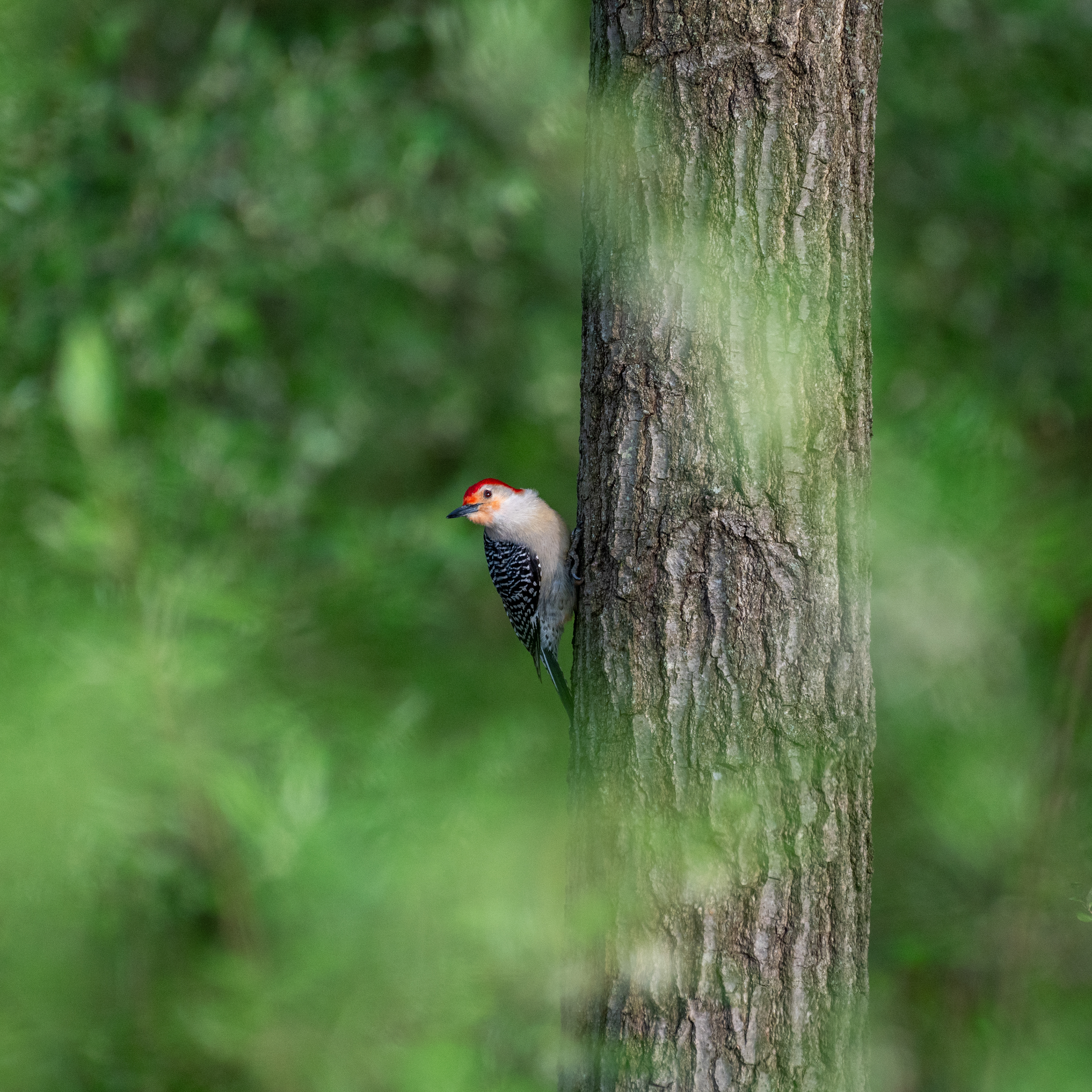Red-bellied Woodpecker