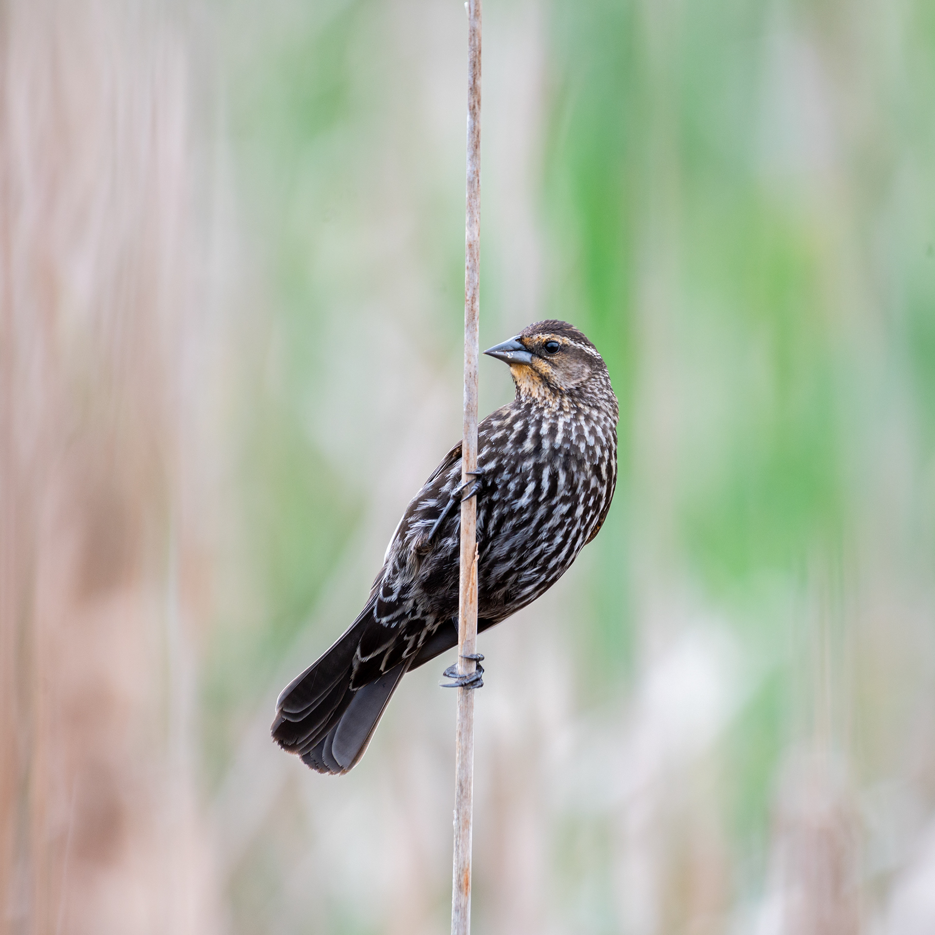Red-winged Blackbird
