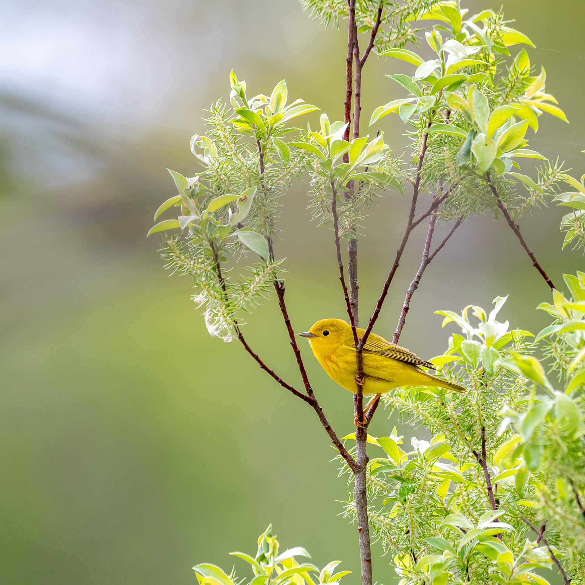 Yellow Warbler