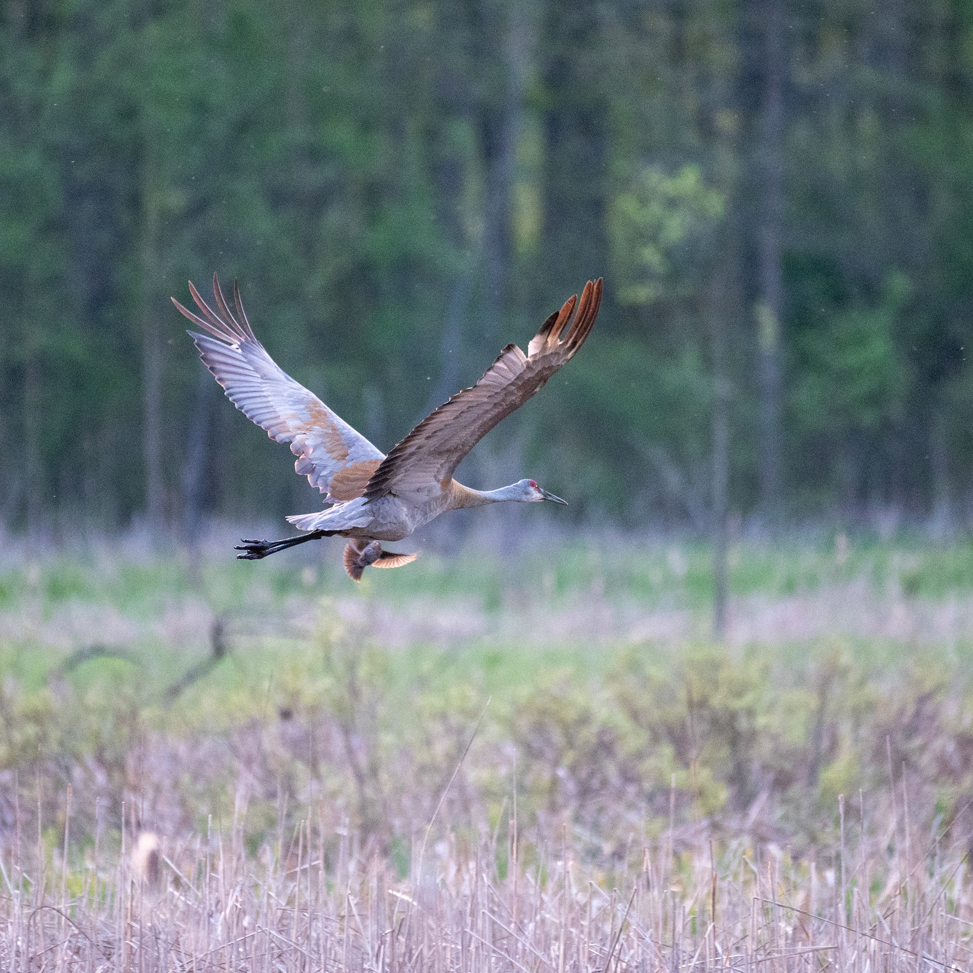 Sandhill Crane