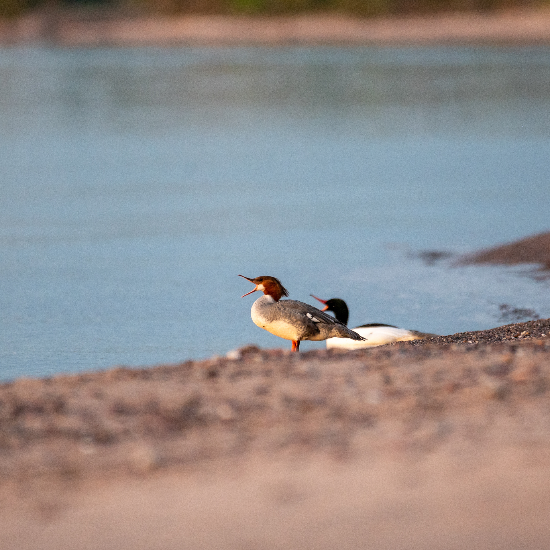 Common Merganser