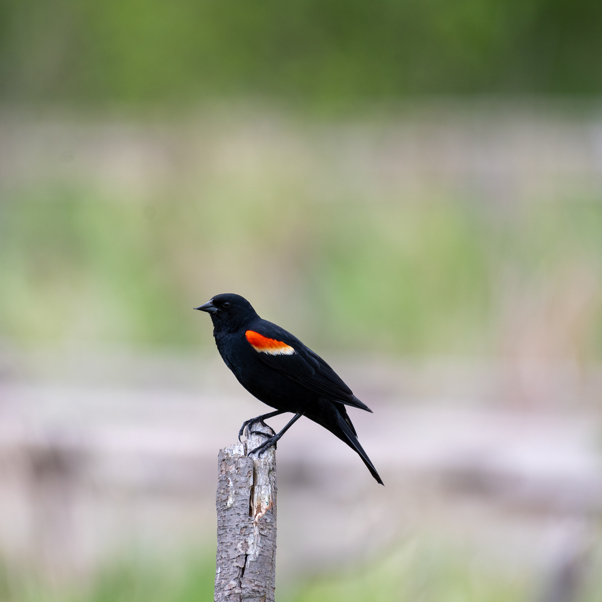 Red-winged Blackbird