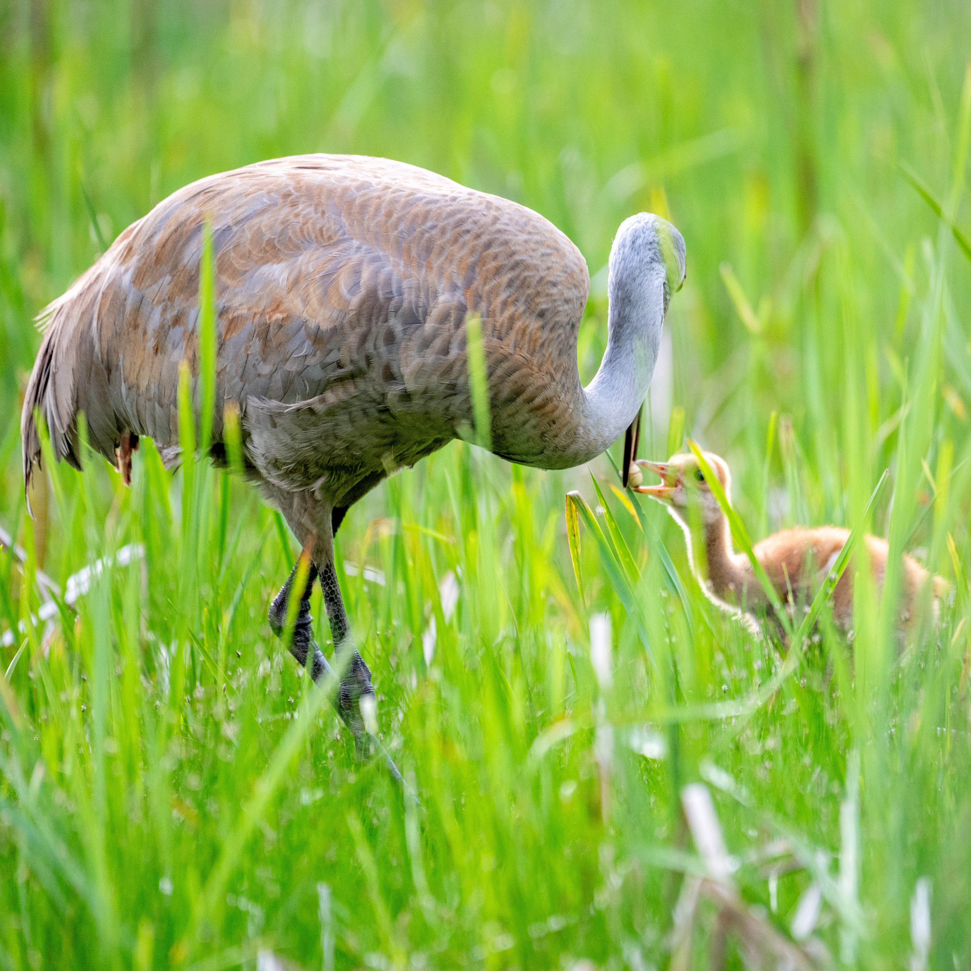 Sandhill Crane
