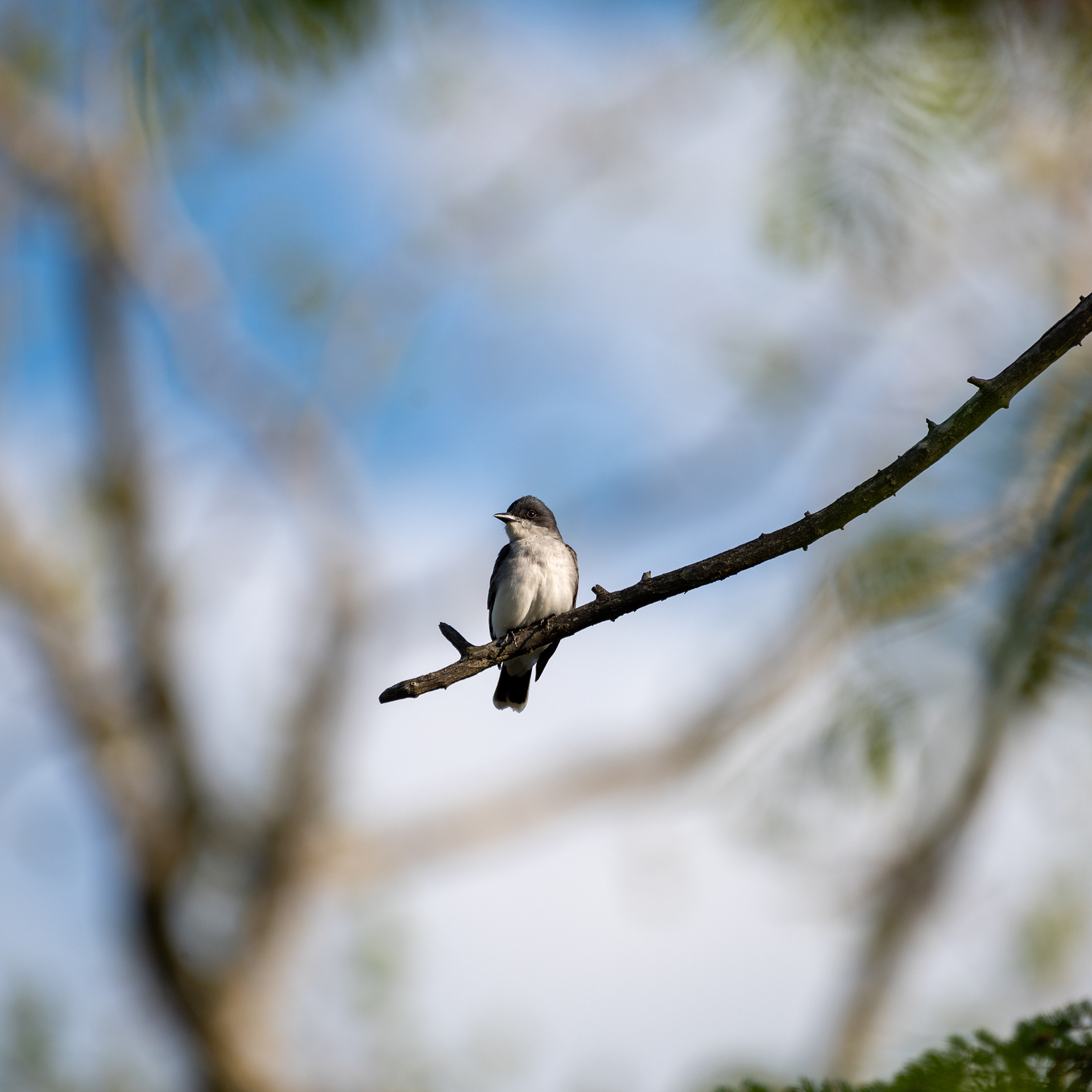 Eastern Kingbird