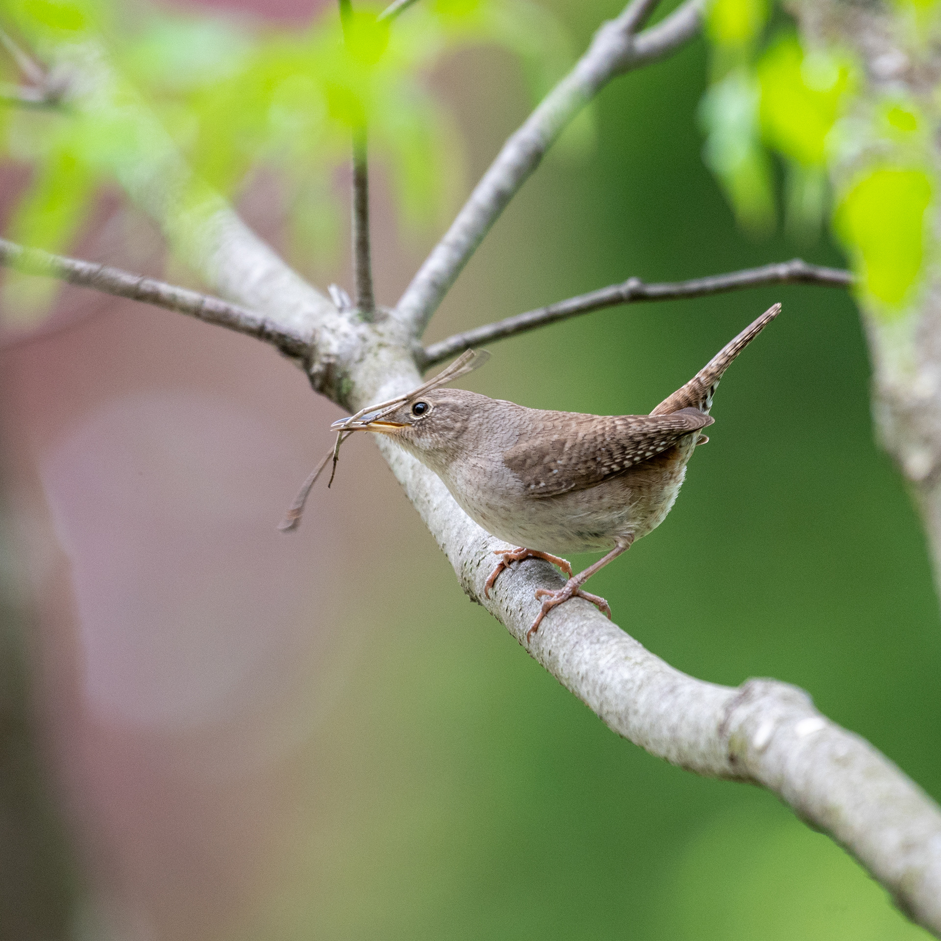 House Wren