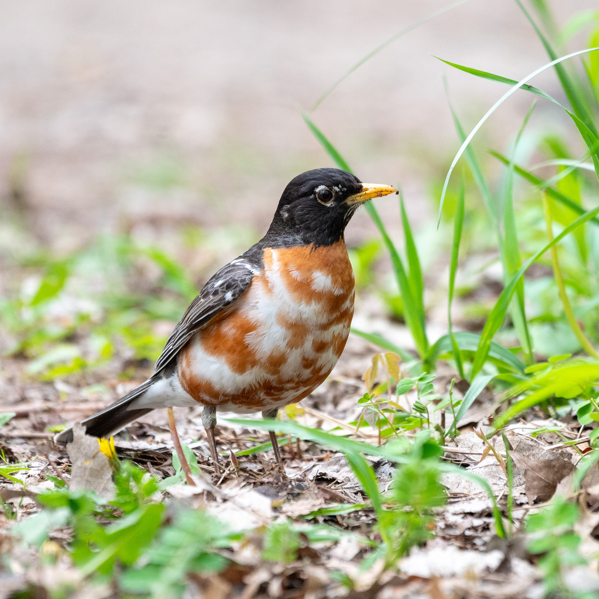 American Robin