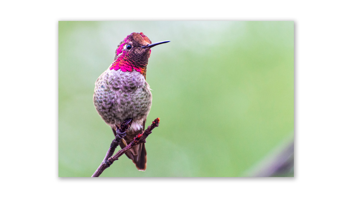 Anna’s Hummingbird - FotoZA Gallery, Johannesburg, South Africa