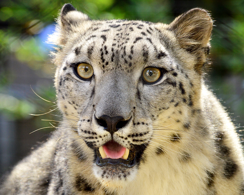 Snow Leopard