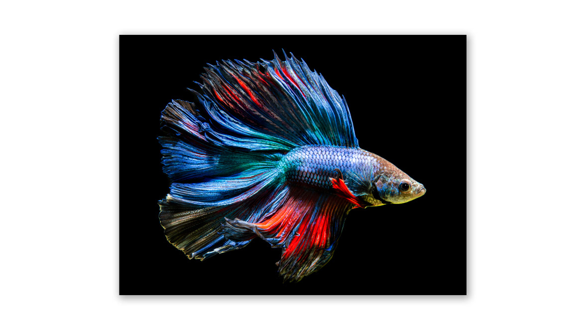 Double-tail, Half-moon Betta - FotoZA Gallery, Johannesburg, South Africa; Valid World Hall, Barcelona, Spain