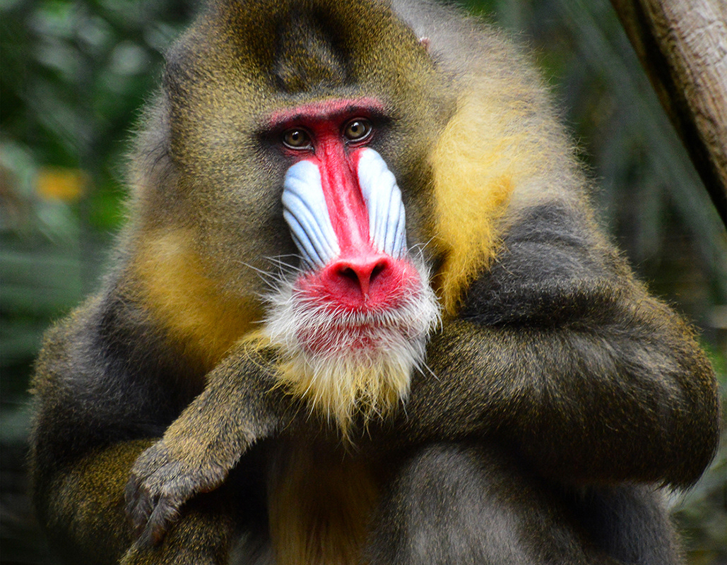 Mandrill - Male