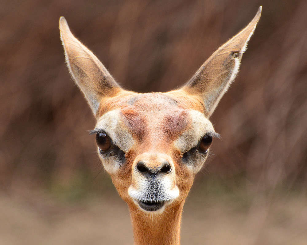 Southern Gerenuk - Female