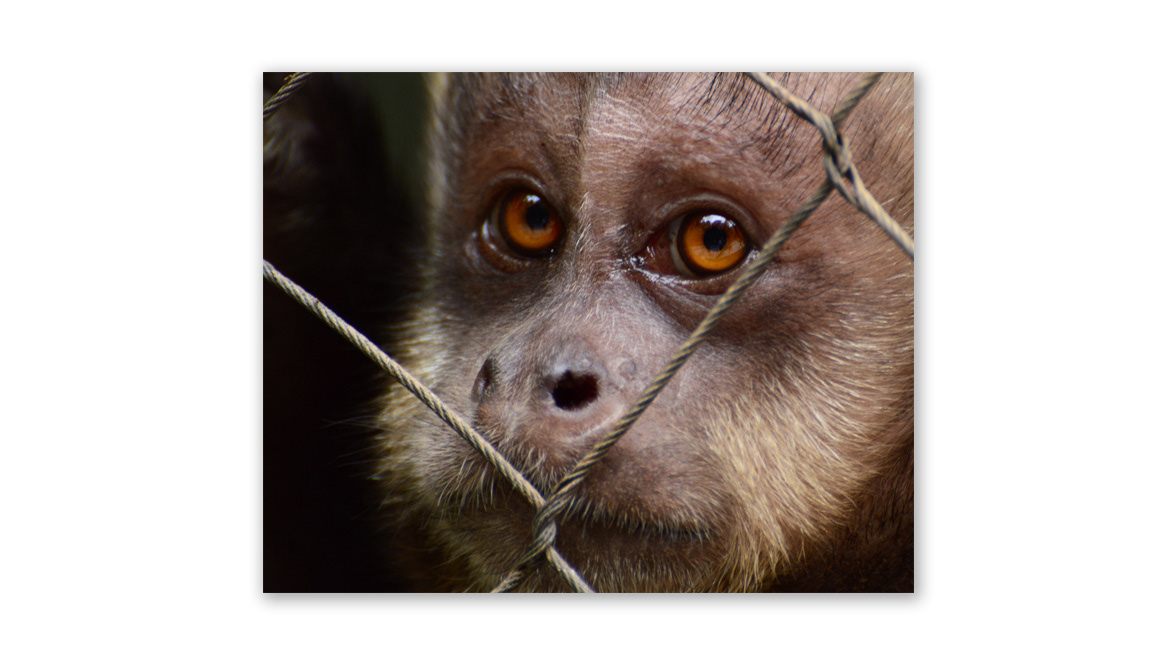 Tufted Capuchin - BBA - Berlin Blue Art Gallery, Berlin, Germany
