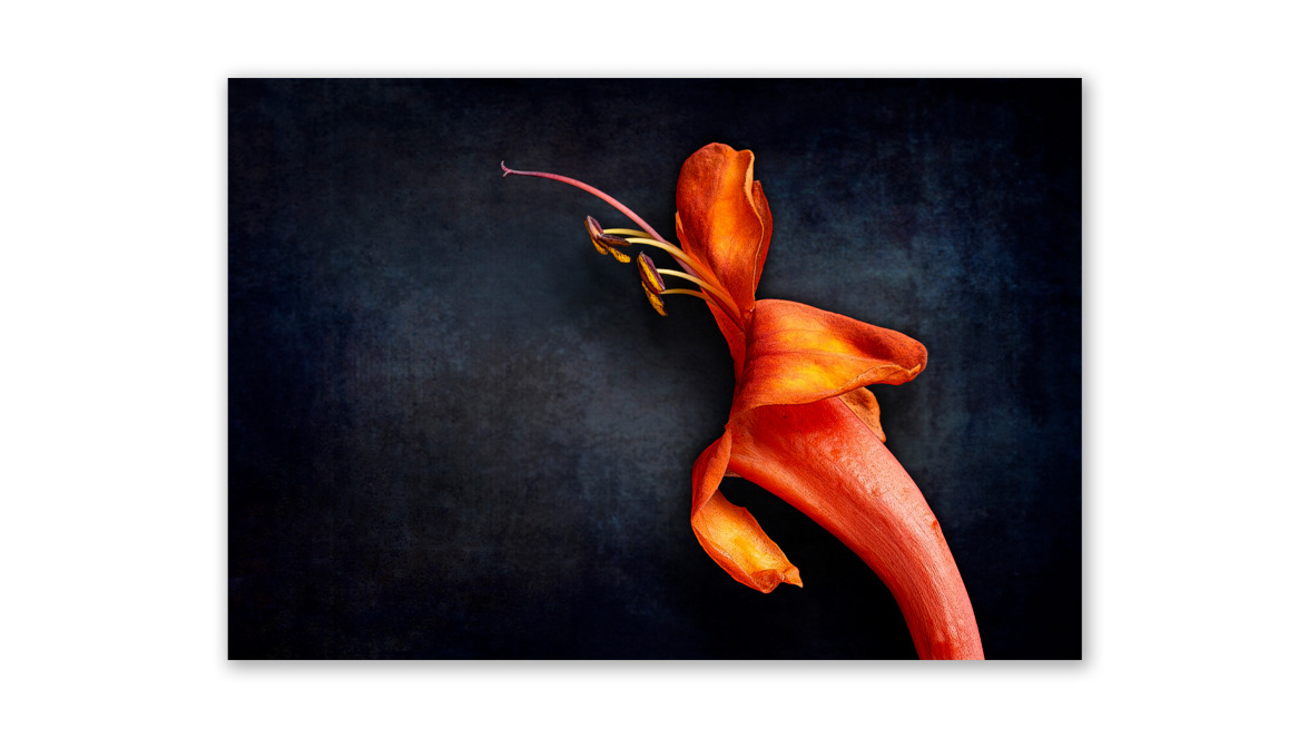 Desert Honeysuckle - BBA Gallery (Berlin Blue Art Gallery),  Berlin, Germany