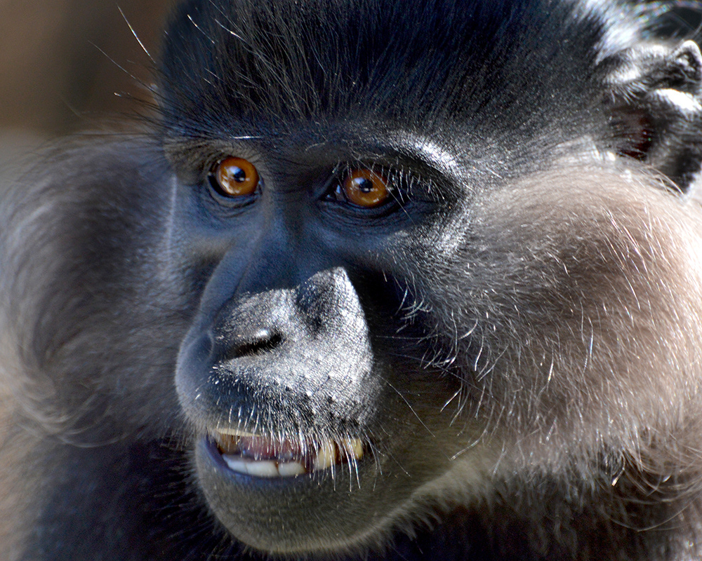 Black Mangabey
