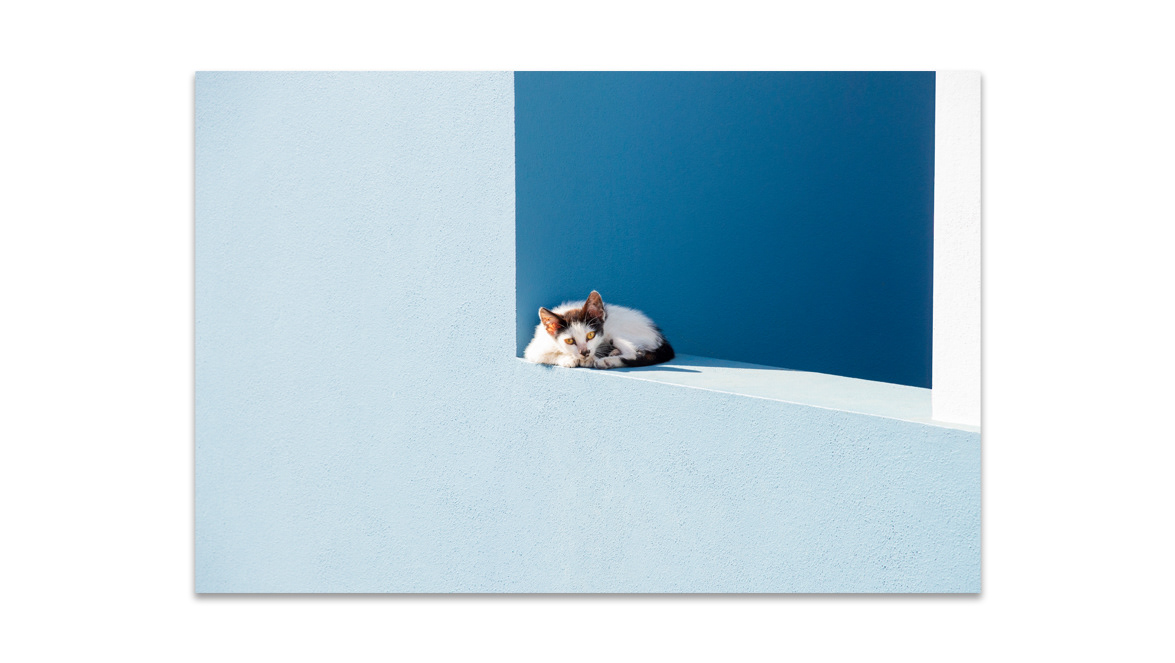 The White Cat and The Blue Wall - Valid World Hall, Barcelona, Spain; PhotoZA Photographic Gallery, Johannesburg, South Africa