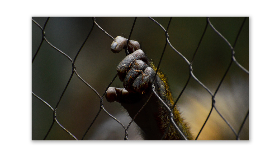 Mandrill Hand - Hinterland Gallery, Vienna, Austria