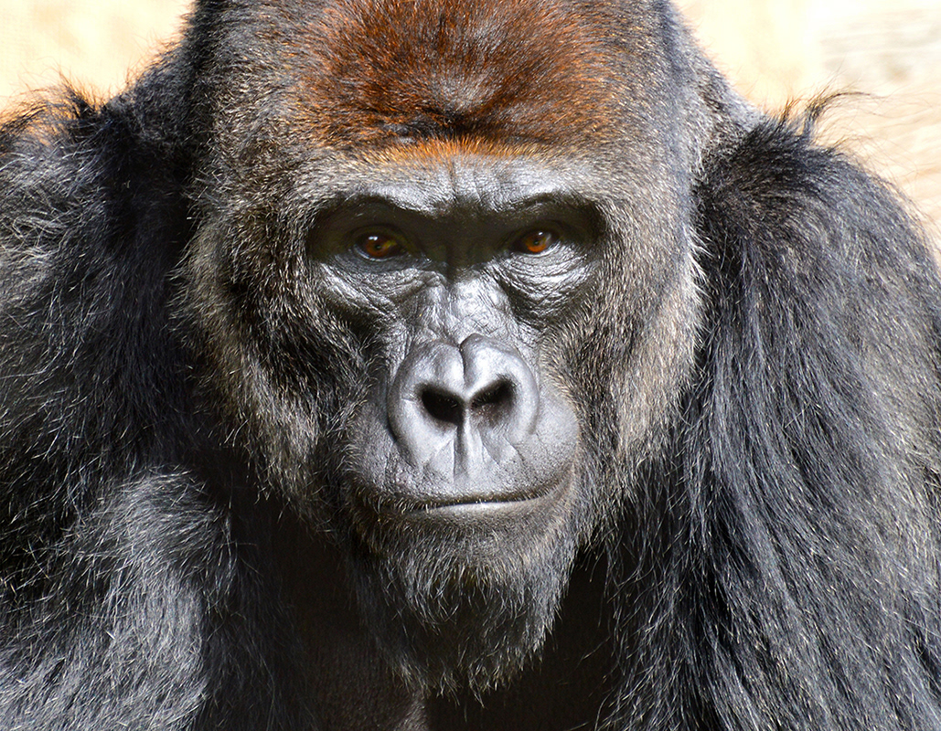 Western Gorilla