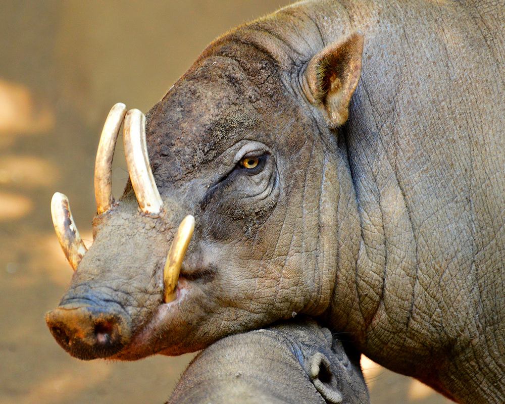 North Sulawesi Babirusa