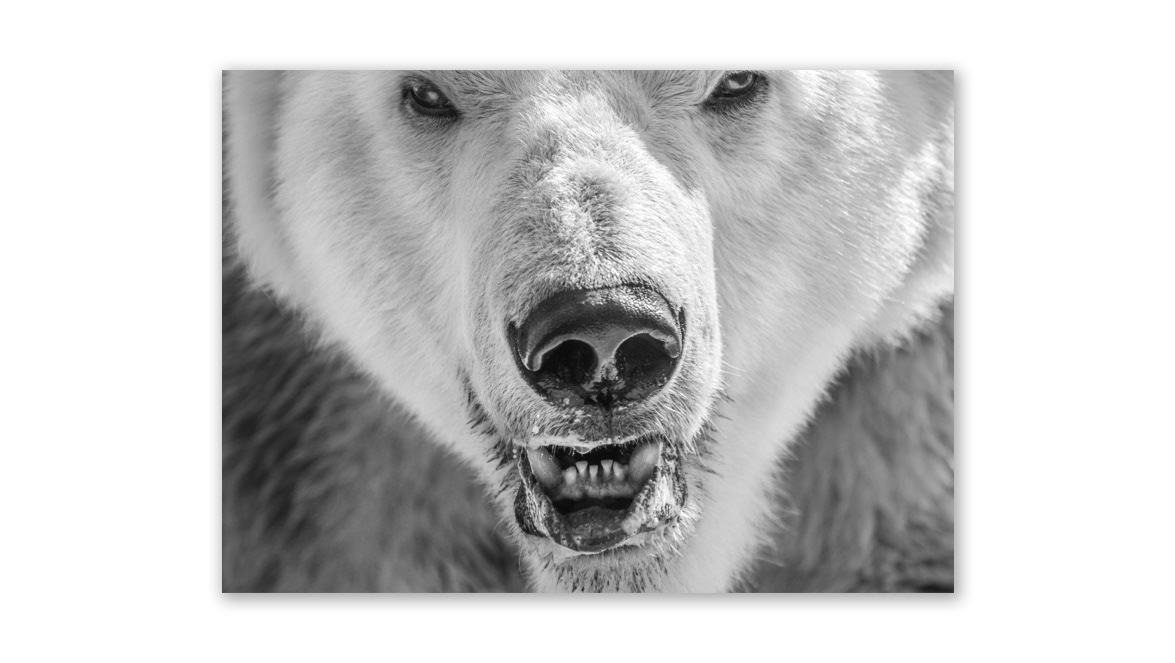 Polar Bear - The SPACE Gallery, Philadelphia, PA, United States