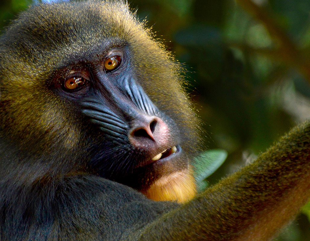Mandrills - Female