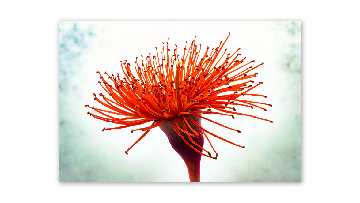 Red Flowering Gum Blossom - Ravnikar Gallery Space, Ljubljana, Slovenia
